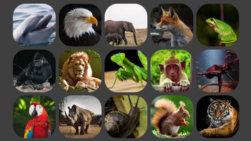 Grid: Animals